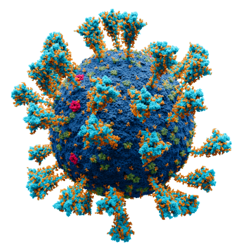 SARS CoV-2 virus